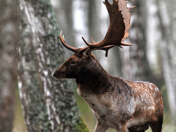 Paul Cosijn over wildlife spotten in Nederland
