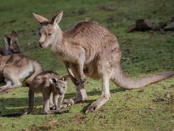 World Animal Protection wil verbod op import kangoeroes