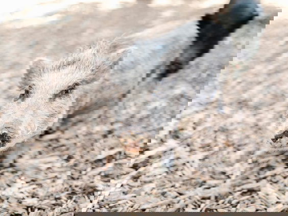 Een bijzondere week voor Peter Klaver: 'Huisvarken Babe laten inslapen'