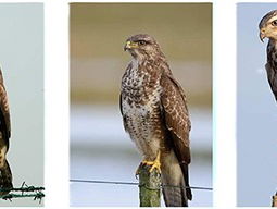 Minder tinten in de lucht: de afnemende kleurvariatie van de buizerd