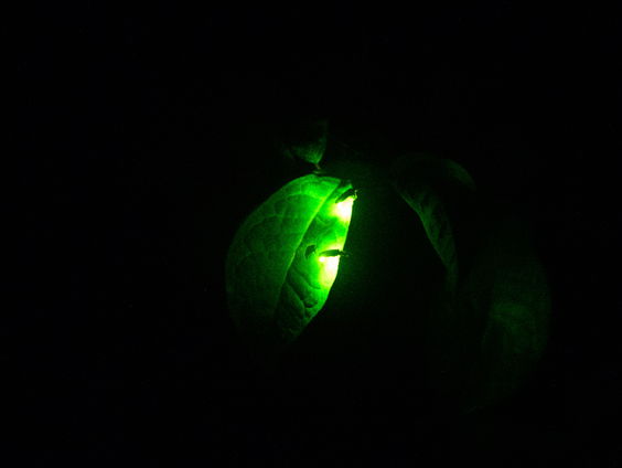 De romantiek van vuurvliegjes en glimwormen in het Vliegenbos