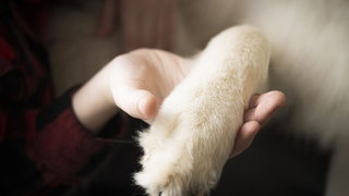 Yasemin verkoopt haar huis om Turkse zwerfhonden te redden