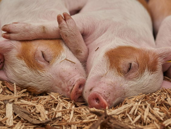 Huisvriend Marjolein de Rooij over vriendelijkheid tussen mens en dier