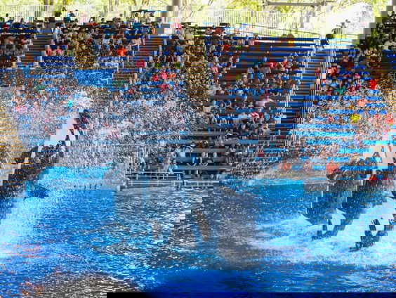 Waar moeten orka's Wikie en Keijo heen?