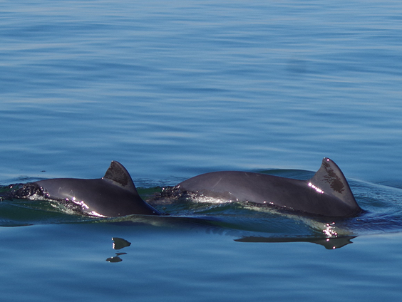 De bruinvis: de Nederlandse walvis in de Noordzee