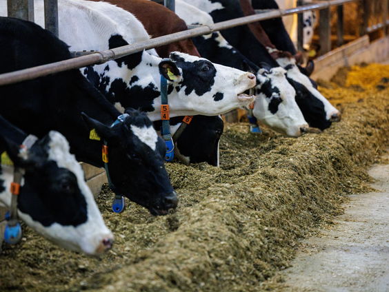 'Koeien en kalveren op transport worden nog steeds mishandeld'