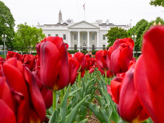 Nederlandse tulpen in Washington zijn niet alleen een cadeau voor 250 jaar Amerika