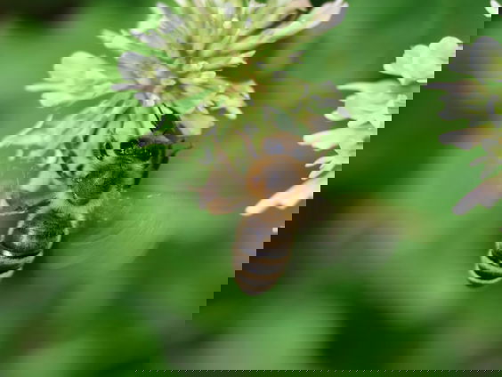 Actie voor behoud van de zwarte honingbij