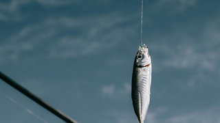 Vissen wordt steeds populairder onder jongeren