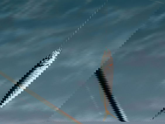 Tiel in beeld voor WK feedervissen in 2028