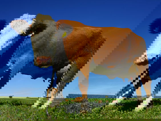 De verhalen van de Puttense dierenarts