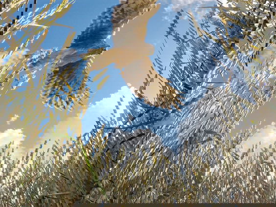 Blauwe kiekendief verdwijnt