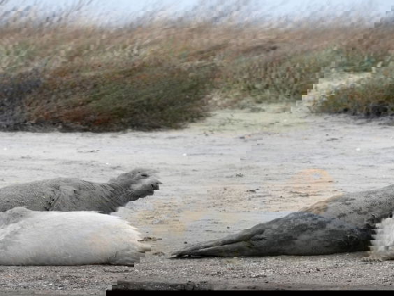 Grijze zeehonden op Griend: kraamtijd en onderzoek