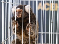 Proefapenhandelaar Hartelust wil zelf apen gaan fokken in Tilburg-Noord. Partij voor de Dieren wil dit voorkomen.