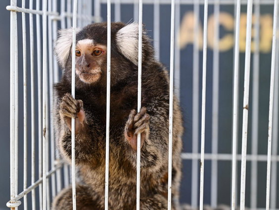 Proefapenhandelaar Hartelust wil zelf apen gaan fokken in Tilburg-Noord. Partij voor de Dieren wil dit vo ...