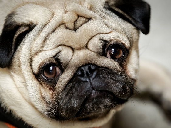 Waar kunnen baasjes van honden op letten om pijn te herkennen?