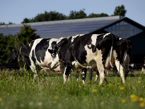 Europarlementariërs BBB en Volt: tegenpolen bezoeken samen boerenbedrijven