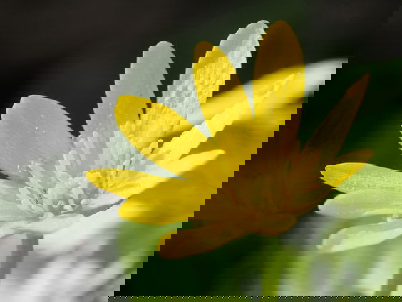 Klein maar fijn: drie vroege bloeiers