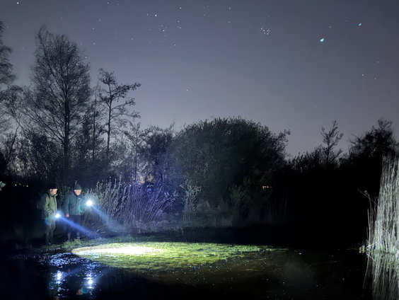 De heikikkers zijn vroeg dit jaar!