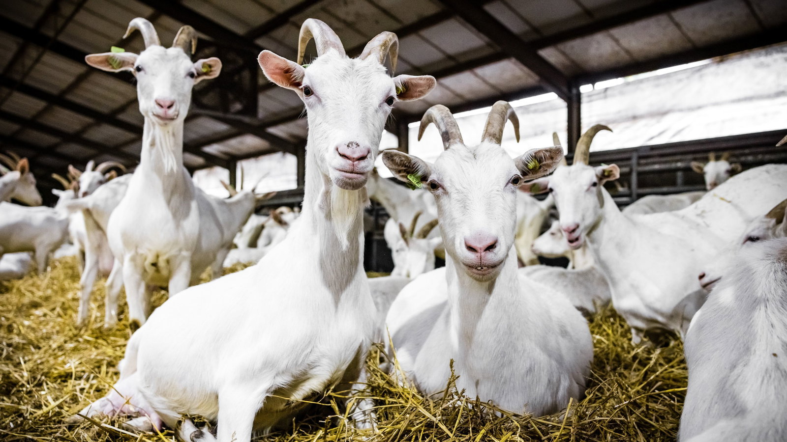 Culemborg loopt vooruit op landelijk beleid rondom geitenhouderijen
