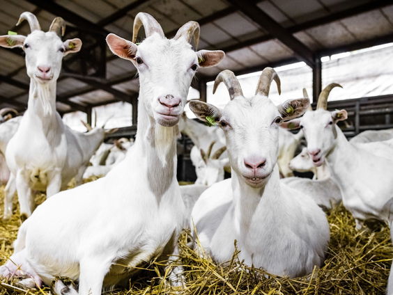 Kabinet komt met maatregelen na gezondheidszorgen rond geitenboerderijen