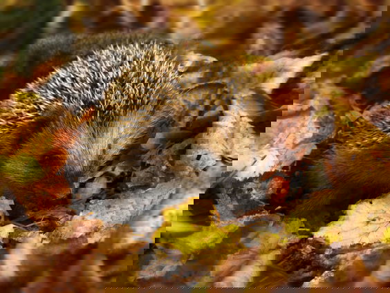 Hoe kunnen we de egel beschermen?