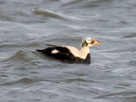 Brileider op Texel mogelijk de meest gespotte vogel in Nederland ooit