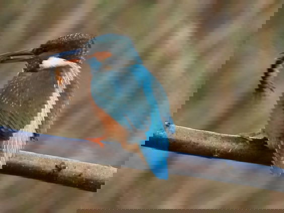 Wat eet de ijsvogel?