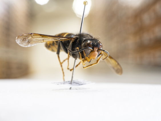 Hoe gevaarlijk is de Aziatische hoornaar? (30 juni 2025)