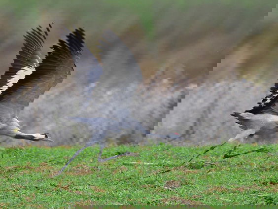 Honderdduizend kraanvogels vliegen de komende dagen over Nederland: 'Massamigratie!'
