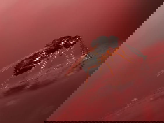 Exotische sluipwesp moet exotische fruitvlieg bestrijden