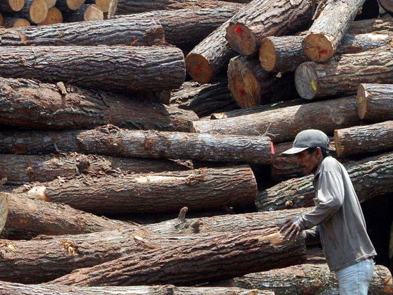 Waarom we juist wel bomen moeten kappen: 'Goed voor de bouw'