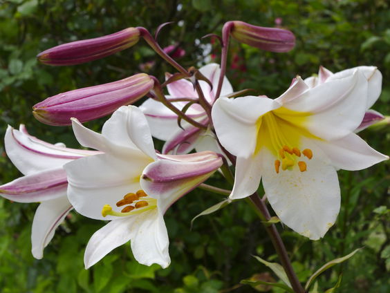 Een verbod op lelieteelt in Ooststellingwerf: goed idee of weg ermee?