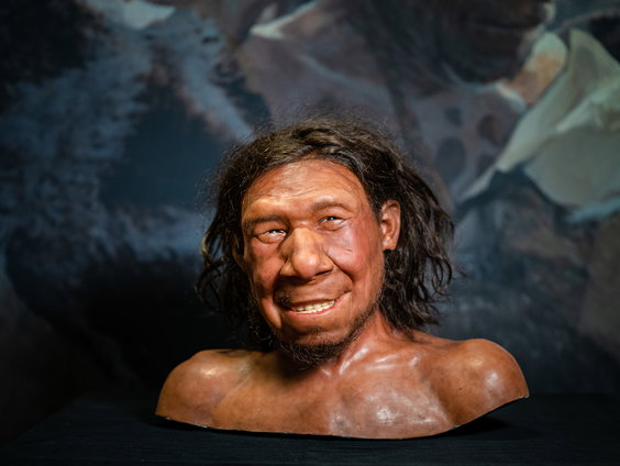 Terug naar Toen: Krijn het Neanderthaler Fossiel