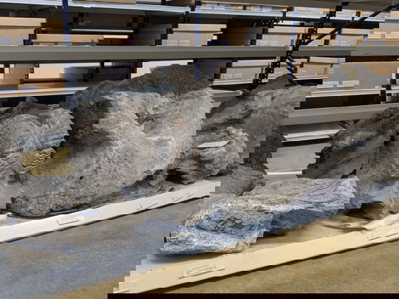 Naturalis geeft zo'n dertigduizend fossielen terug aan Indonesië + filmpje