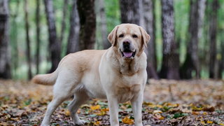 Te dikke hond weggehaald bij baasje: zielig of een verstandig besluit?
