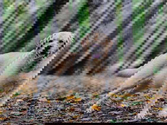 Te dikke hond weggehaald bij baasje: zielig of een verstandig besluit?