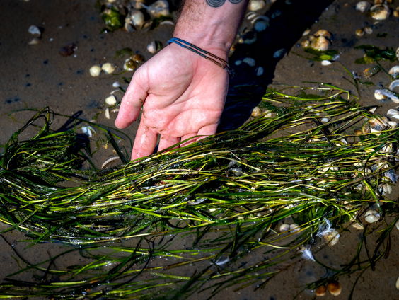 Zeegras: het vergeten 'koraal' van de Waddenzee