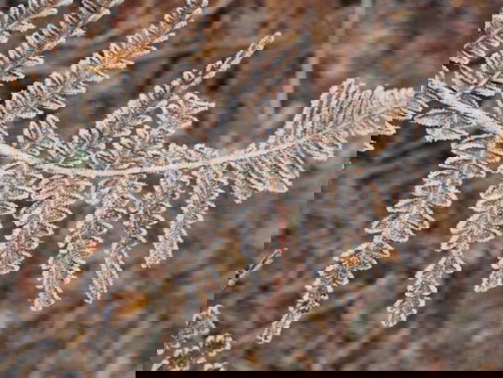 IJshaar, thundersnow en andere winterse natuurfenomenen