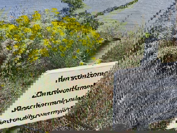 Zeldzame zandwolfsmelk floreert in hartje Amsterdam