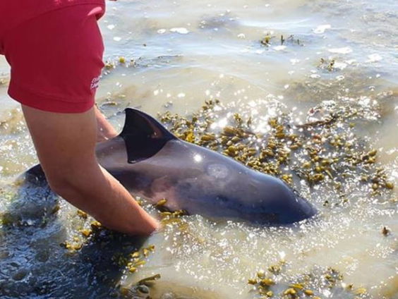 Feit of fictie: 'Hoe meer dode dieren, hoe meer levende dieren in de Oosterschelde'