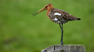 Het leefgebied van de grutto in Overijssel wordt aangepakt
