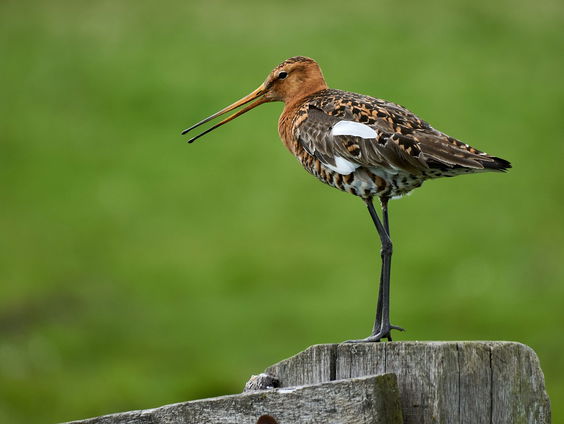 Rick Middelbos brengt ode aan de grutto