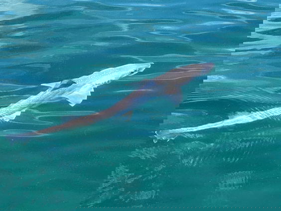 Op zoek naar haaien in de Noordzee