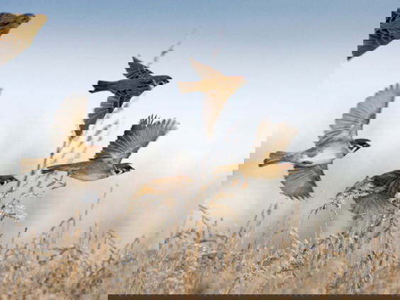 Huismus is niet zomaar een vogel, maar een wereldreiziger met bijzondere geschiedenis