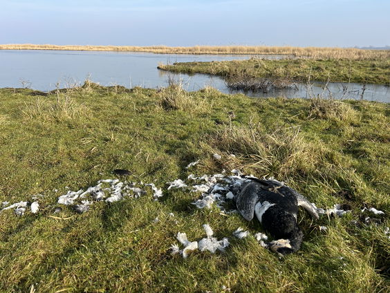 Wilde vogels worden getroffen door vogelgriep