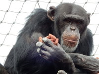 Hoe laat je 'knappe chimpansee Tanno' wennen aan een nieuwe dierentuin?
