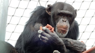 Hoe laat je 'knappe chimpansee Tanno' wennen aan een nieuwe dierentuin?