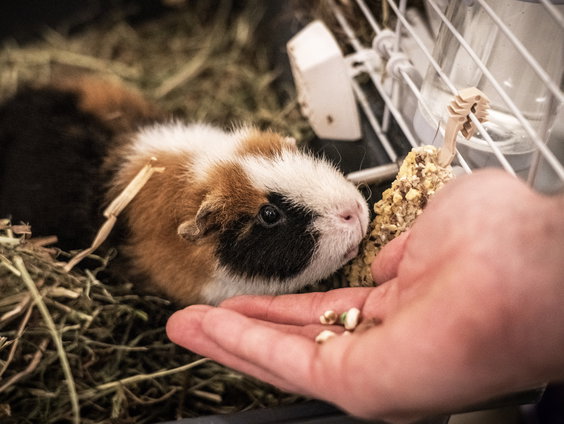 Ook dierenartsen lijden onder te vroeg gestorven cavia, konijn en hond
