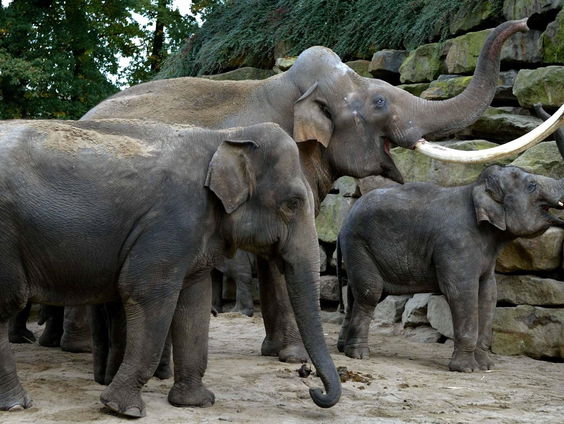 'Ons leven met de dieren van het Noorder Dierenpark'